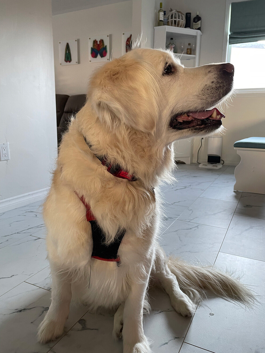 Dog guest