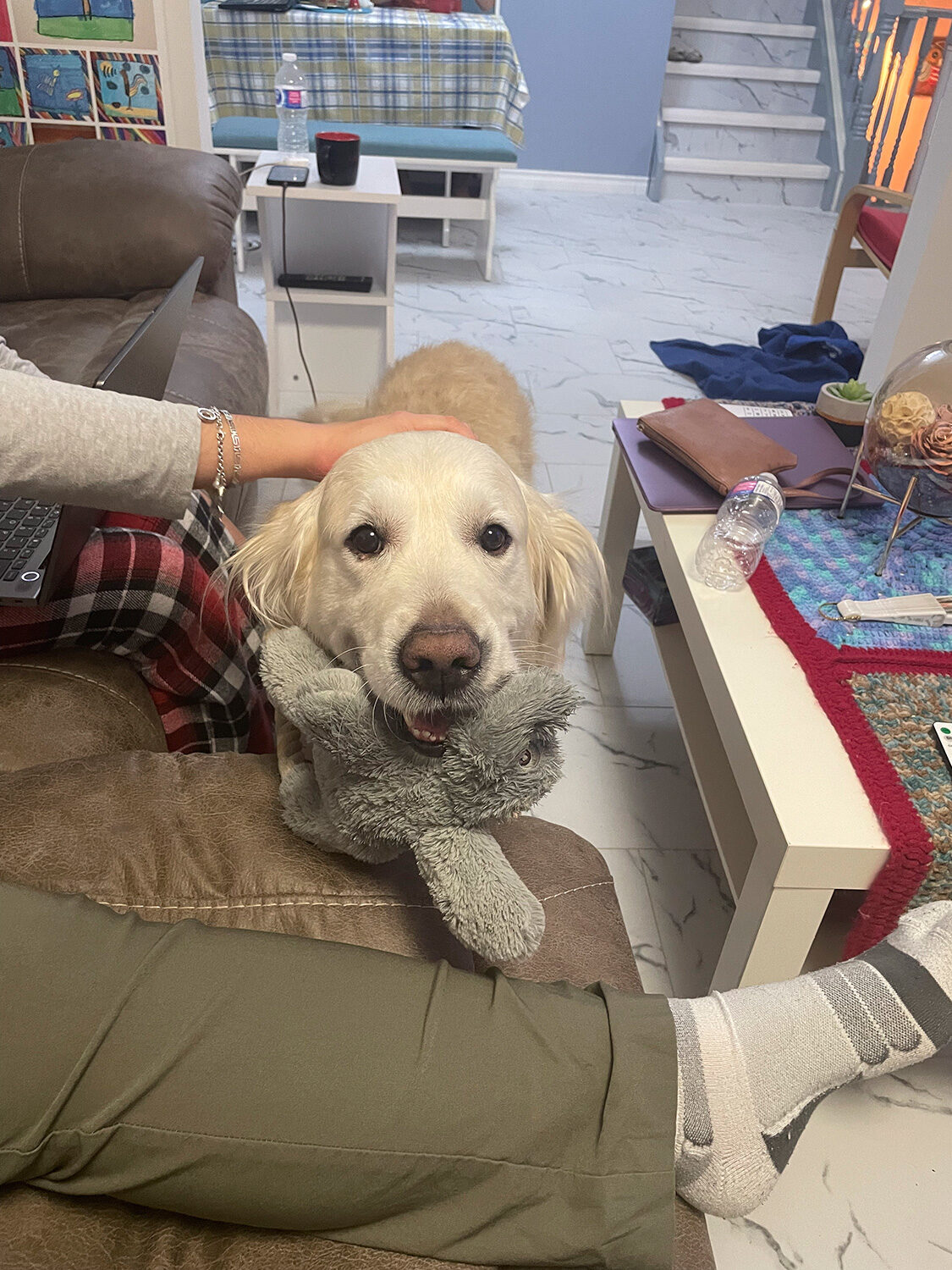 Dog guest