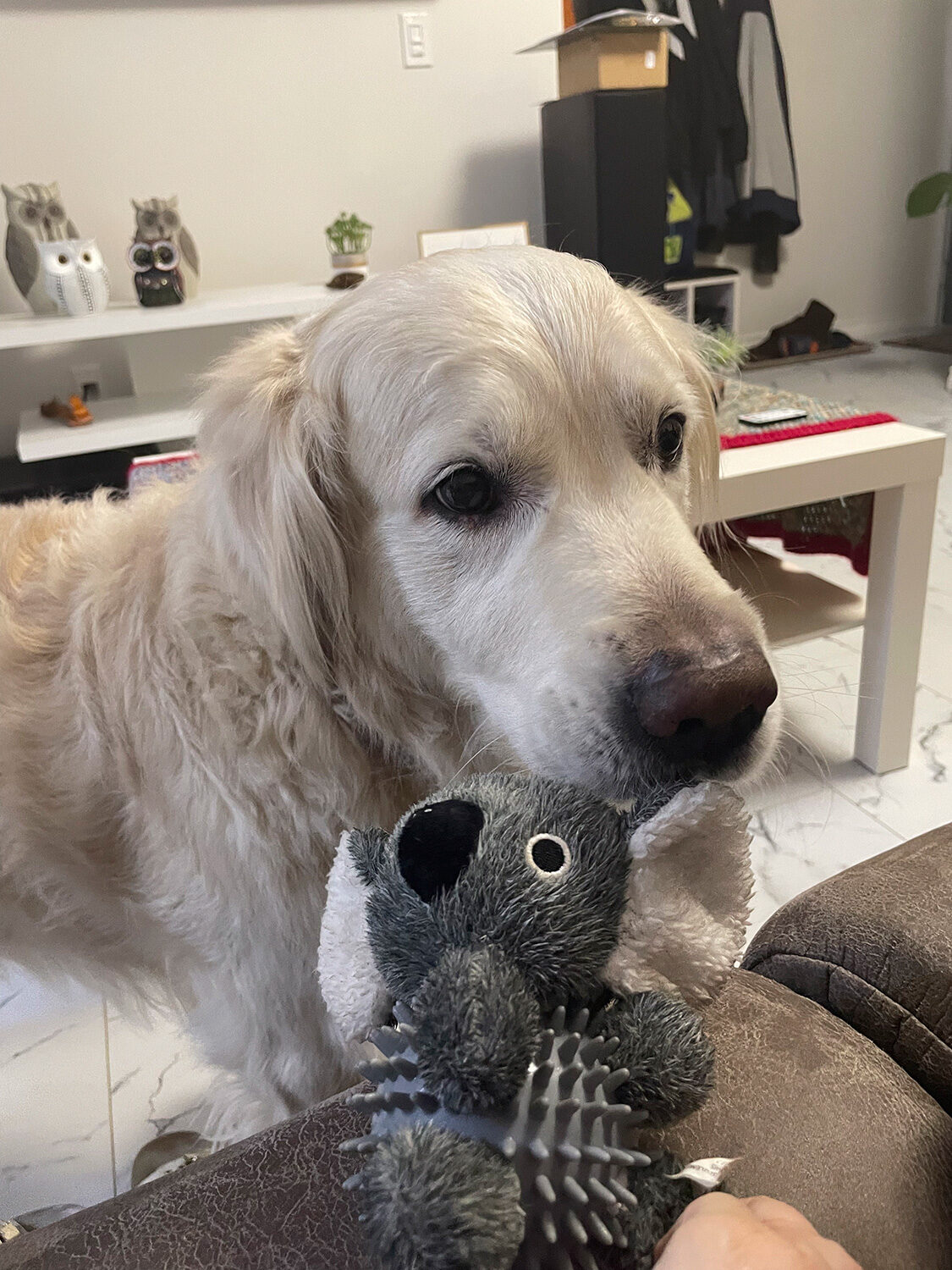 Dog guest