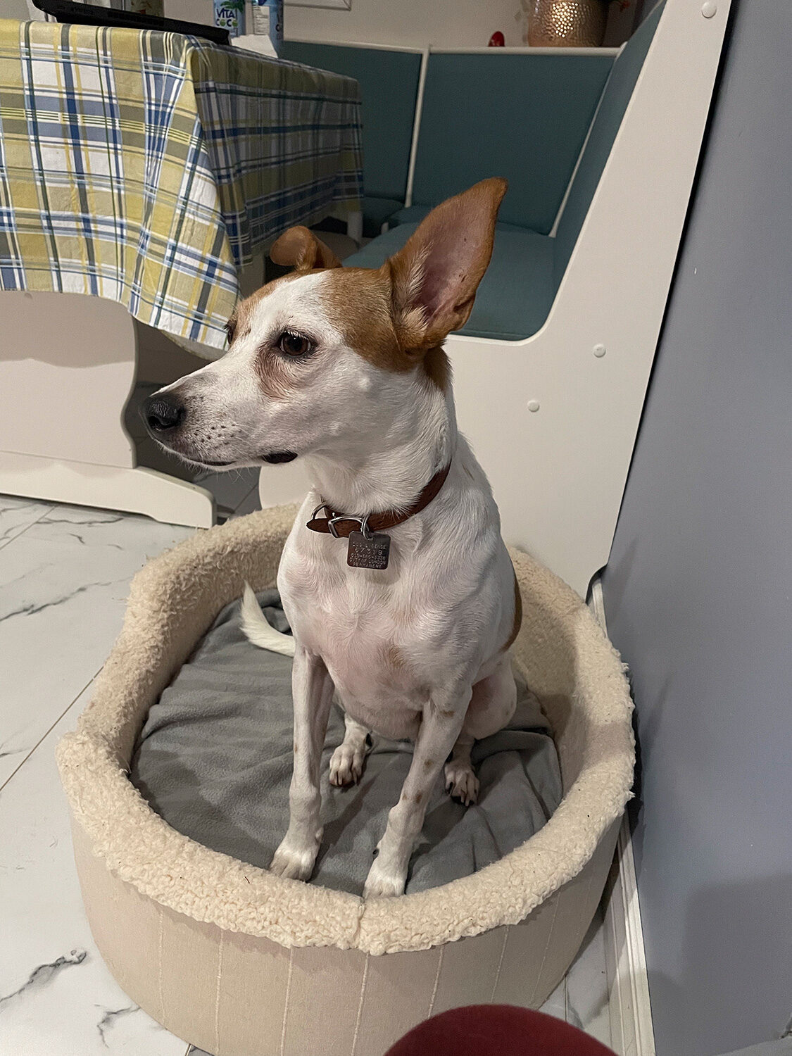 Dog guest