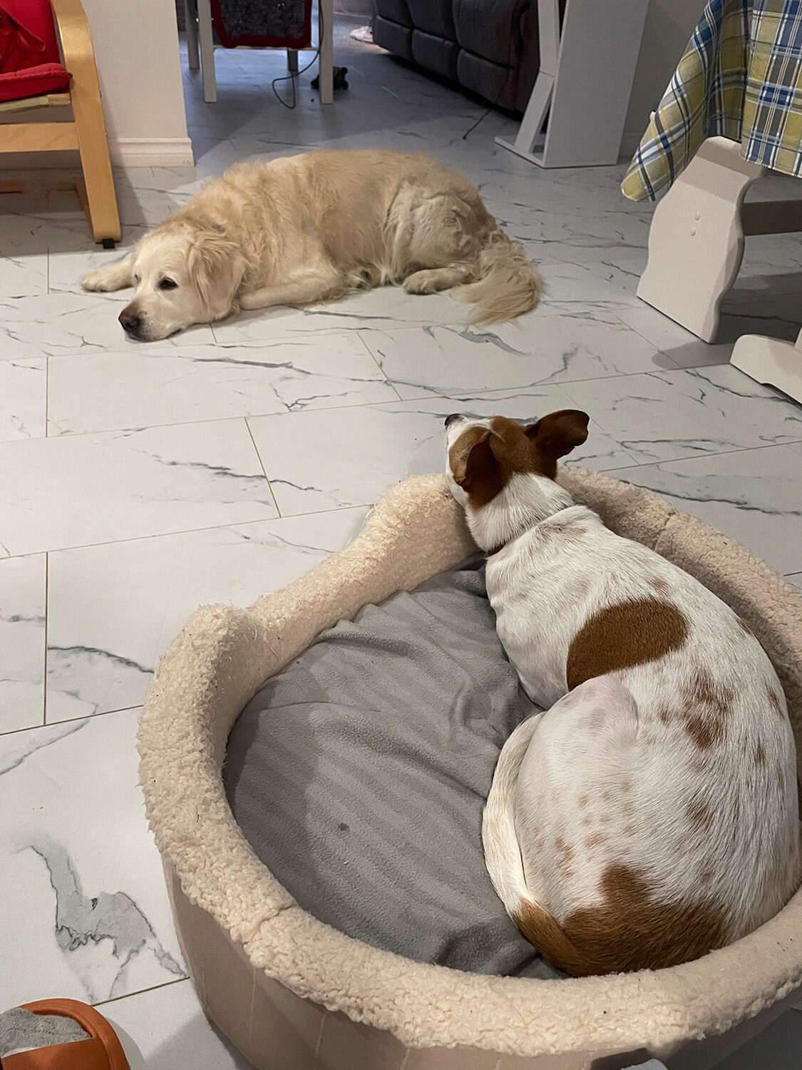Golden Retriever and Jack Russell Terrier resting together