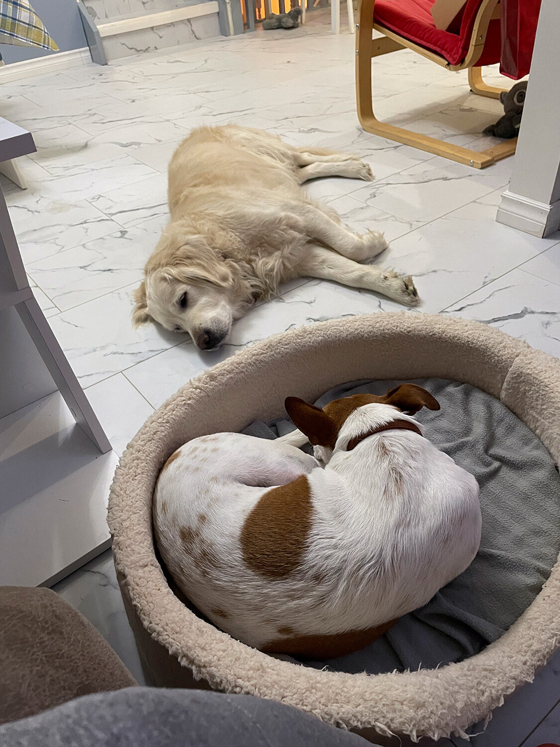 Golden Retriever and Jack Russell Terrier napping