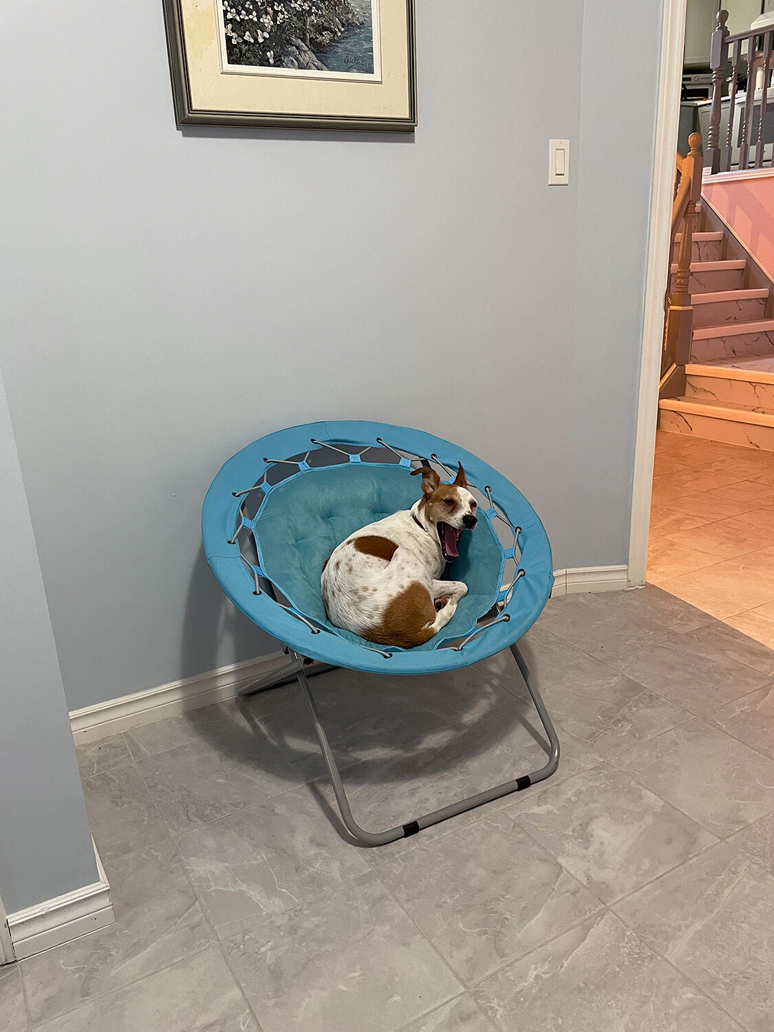 Jack Russell Terrier yawning in bungee chair