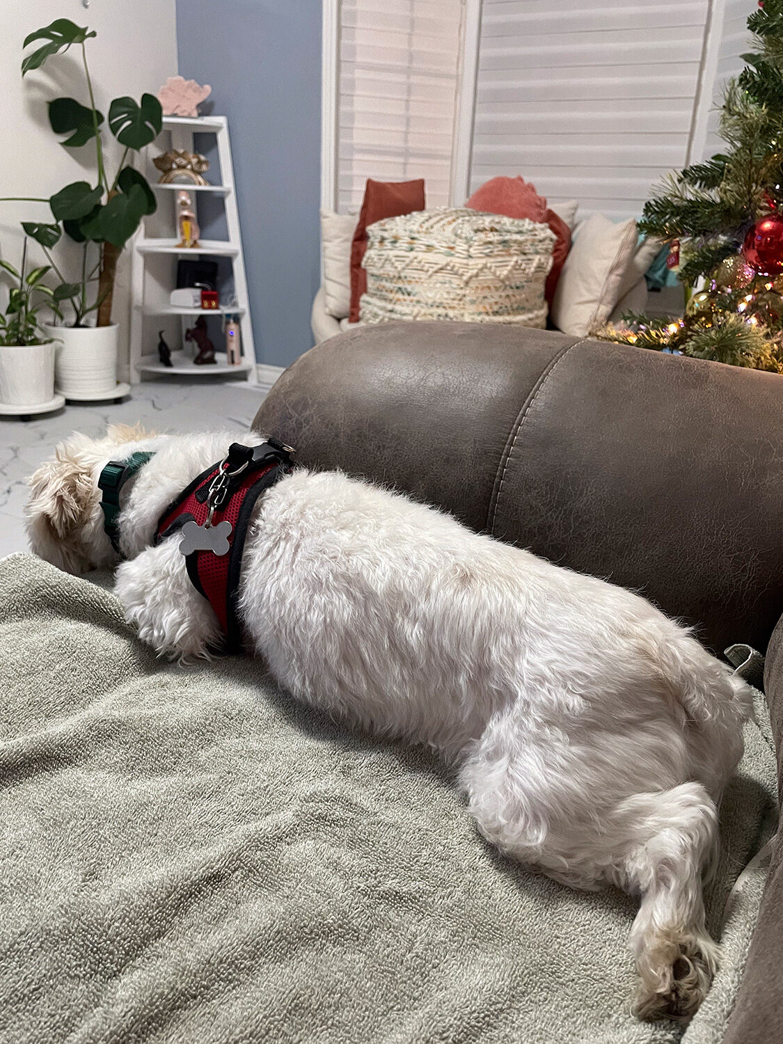 Dog guest