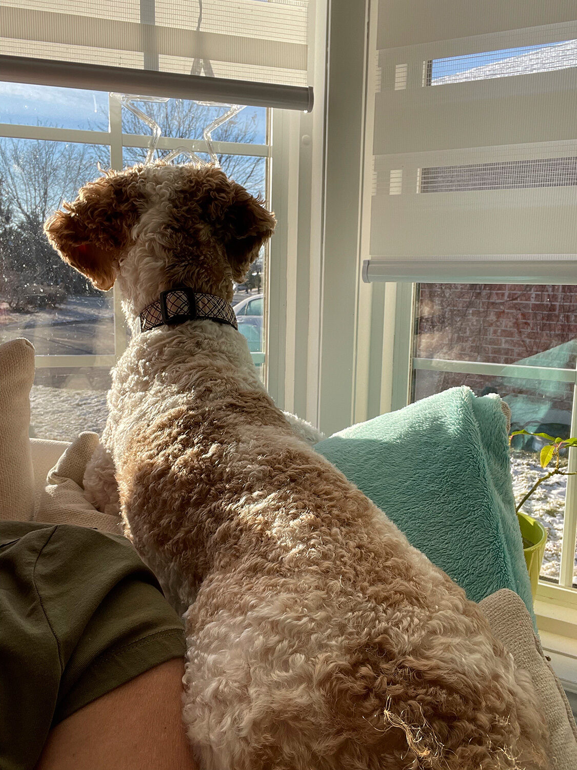 Goldendoodle watching the world from the window