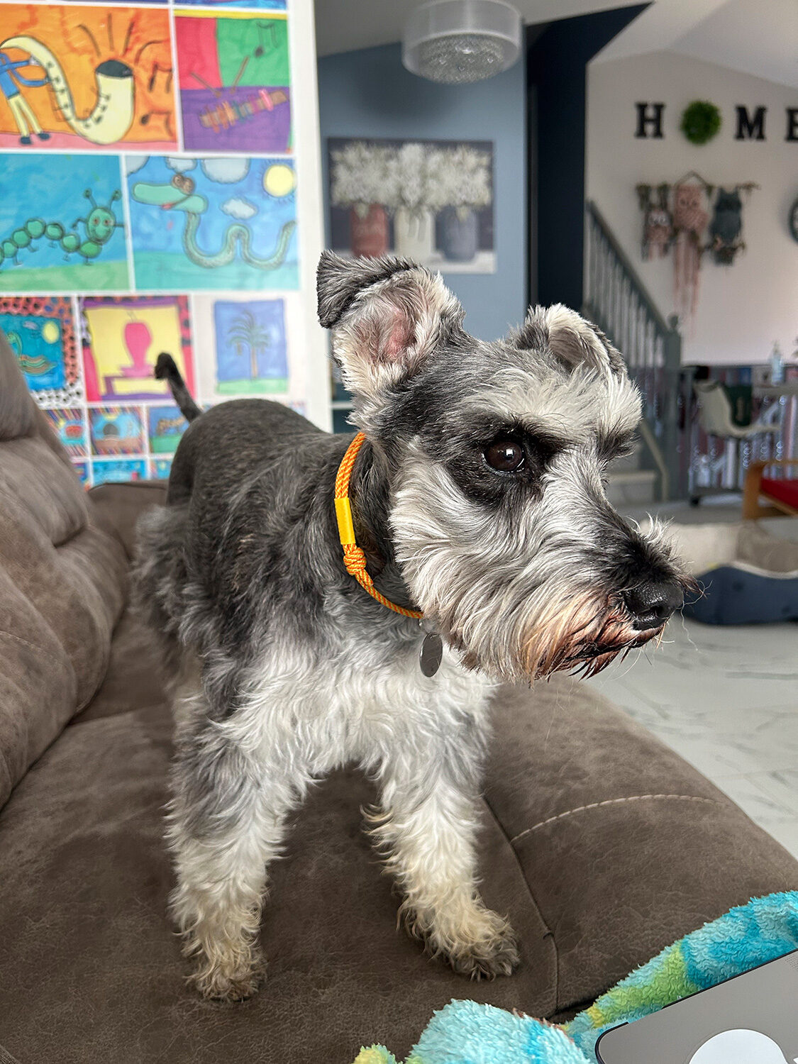 Dog guest