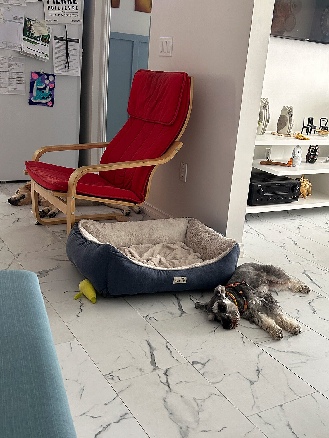 Miniature Schnauzer resting on the floor