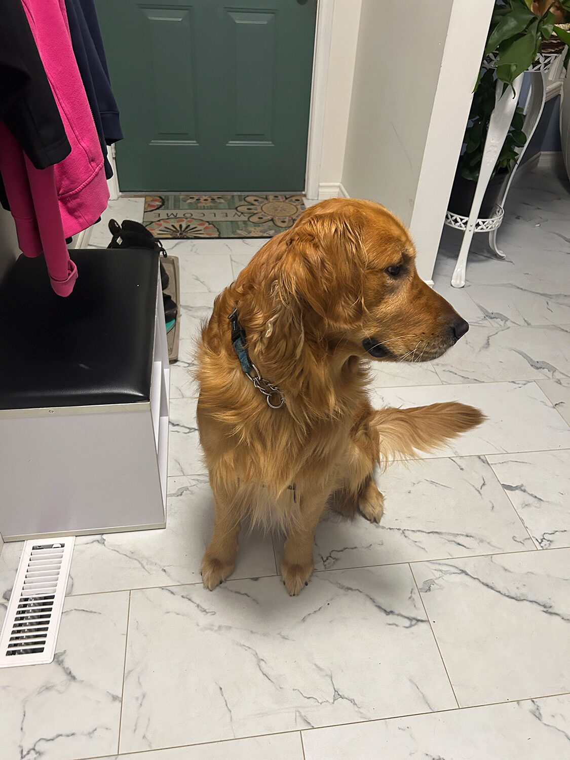 Golden Retriever sitting by the front door