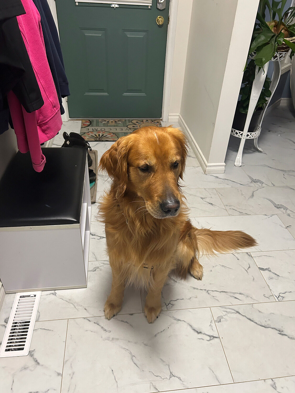 Golden Retriever guest portrait