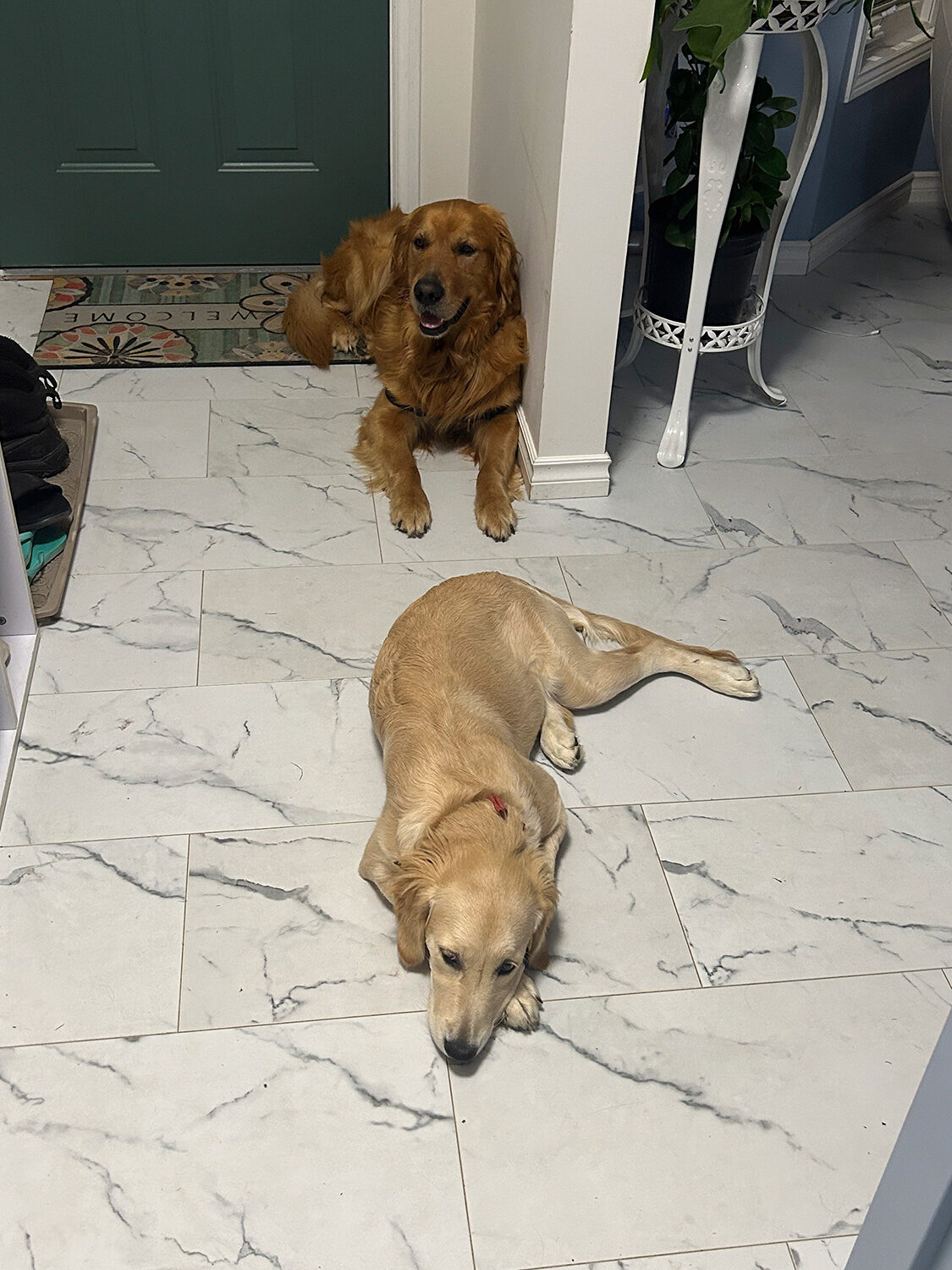 Two Golden Retrievers at the entrance
