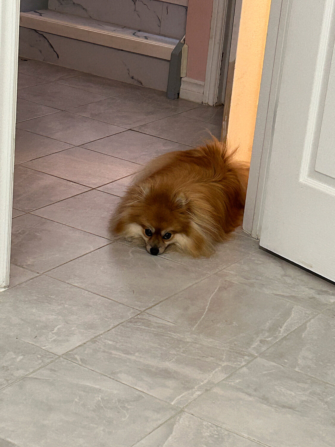 Pomeranian lounging in the doorway
