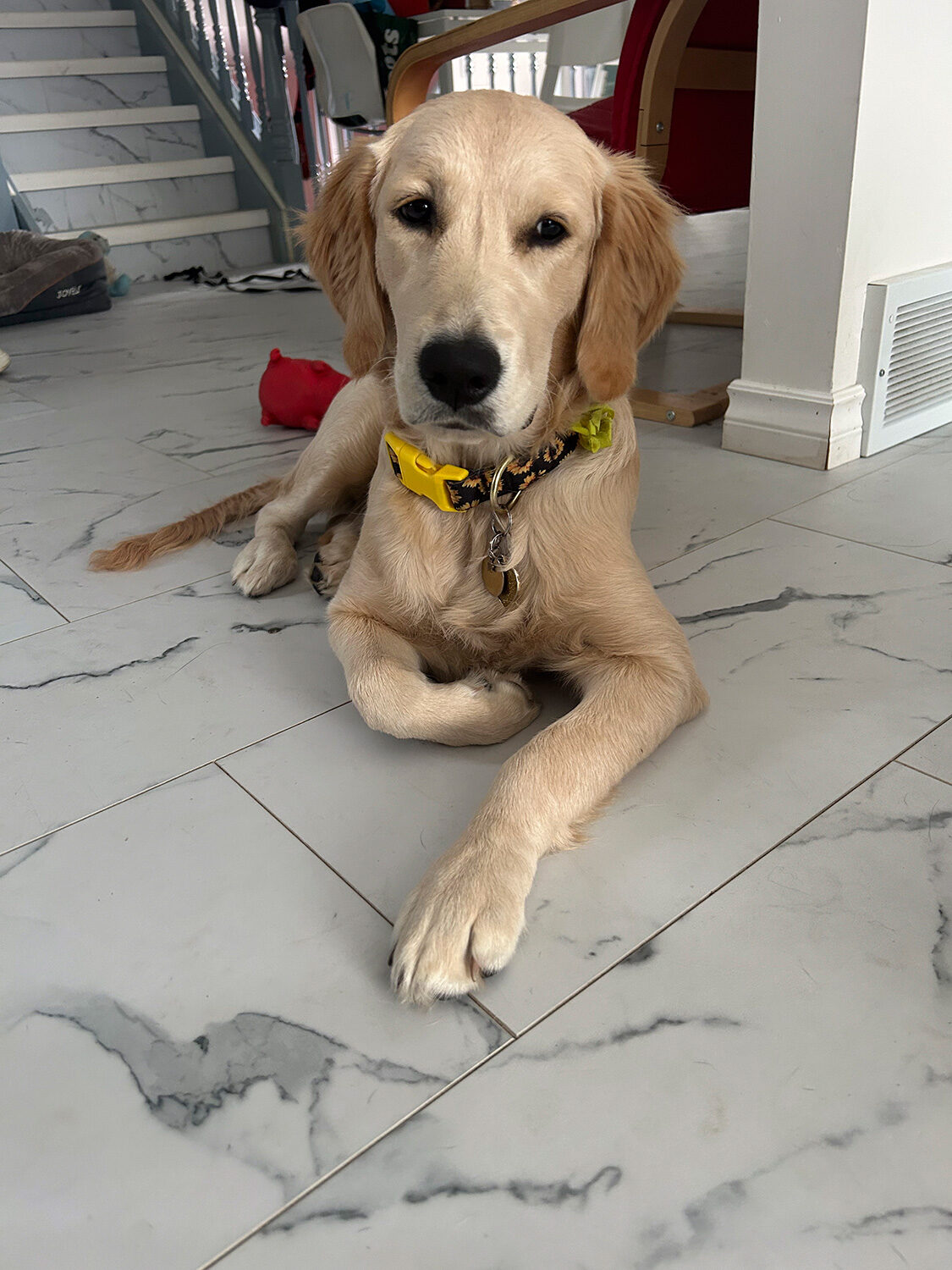 English Cream Golden Retriever puppy
