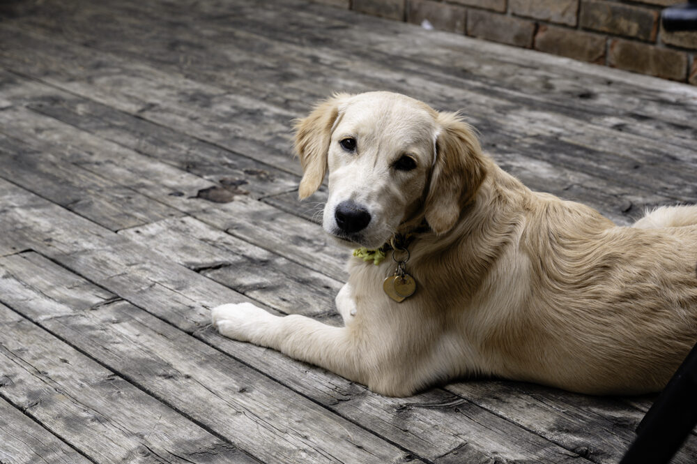 Shira, our English Cream Golden Retriever
